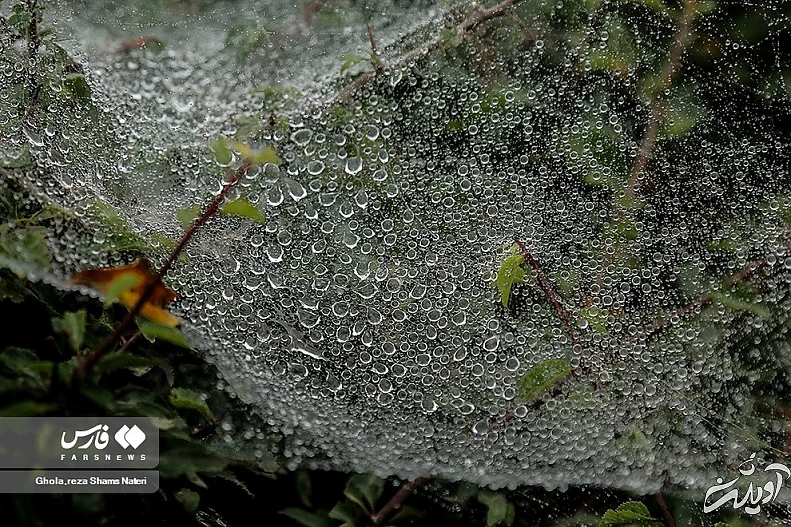 (تصاویر) همنشینی قطرات شبنم با تارهای عنکبوت